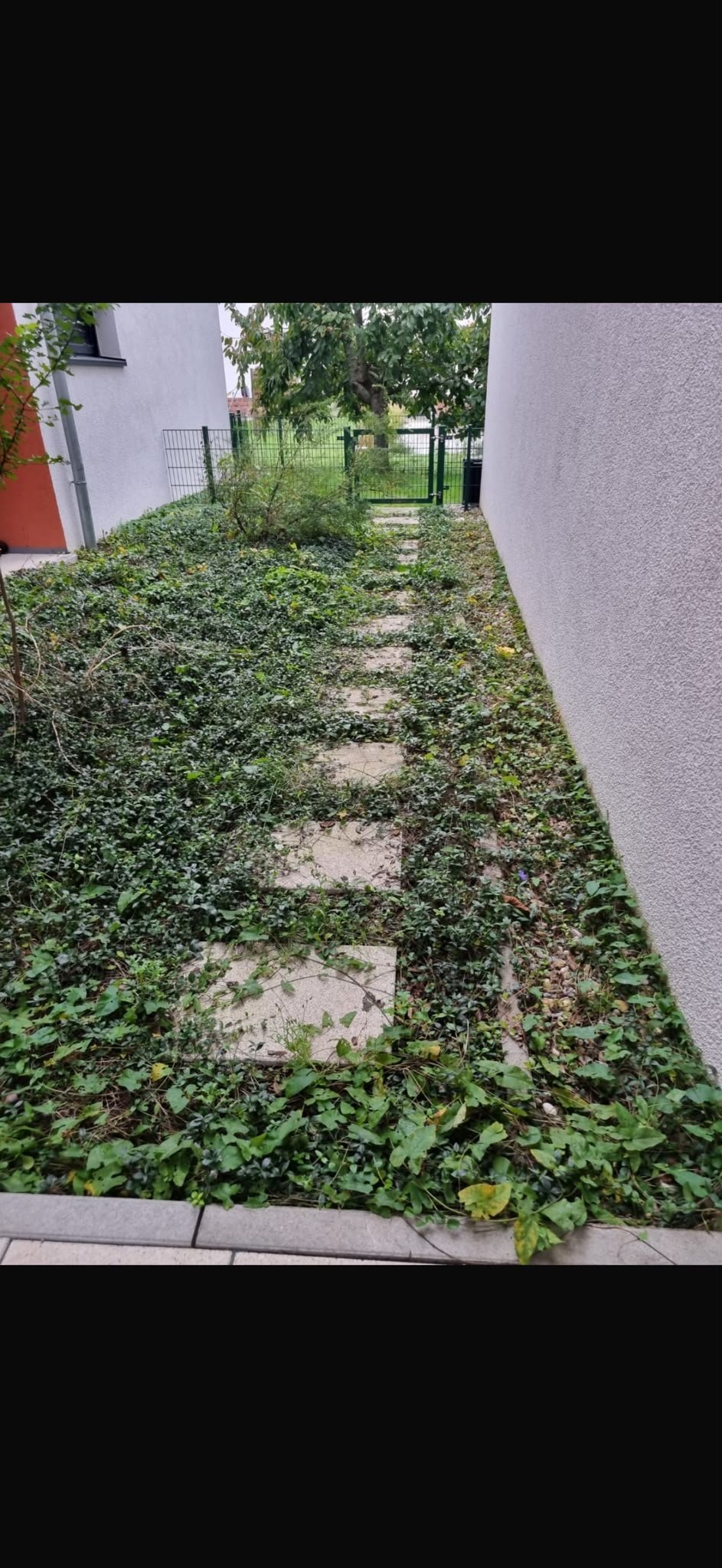 Verwilderter Gartenweg zwischen zwei Gebäuden, überwuchert von Efeu und wildem Grün, vor der Neuanlage