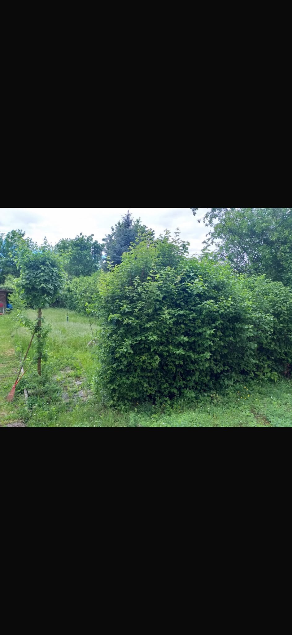 Überwucherter Garten mit dichten Hecken, wilder Vegetation und Holzpfosten vor der Pflege